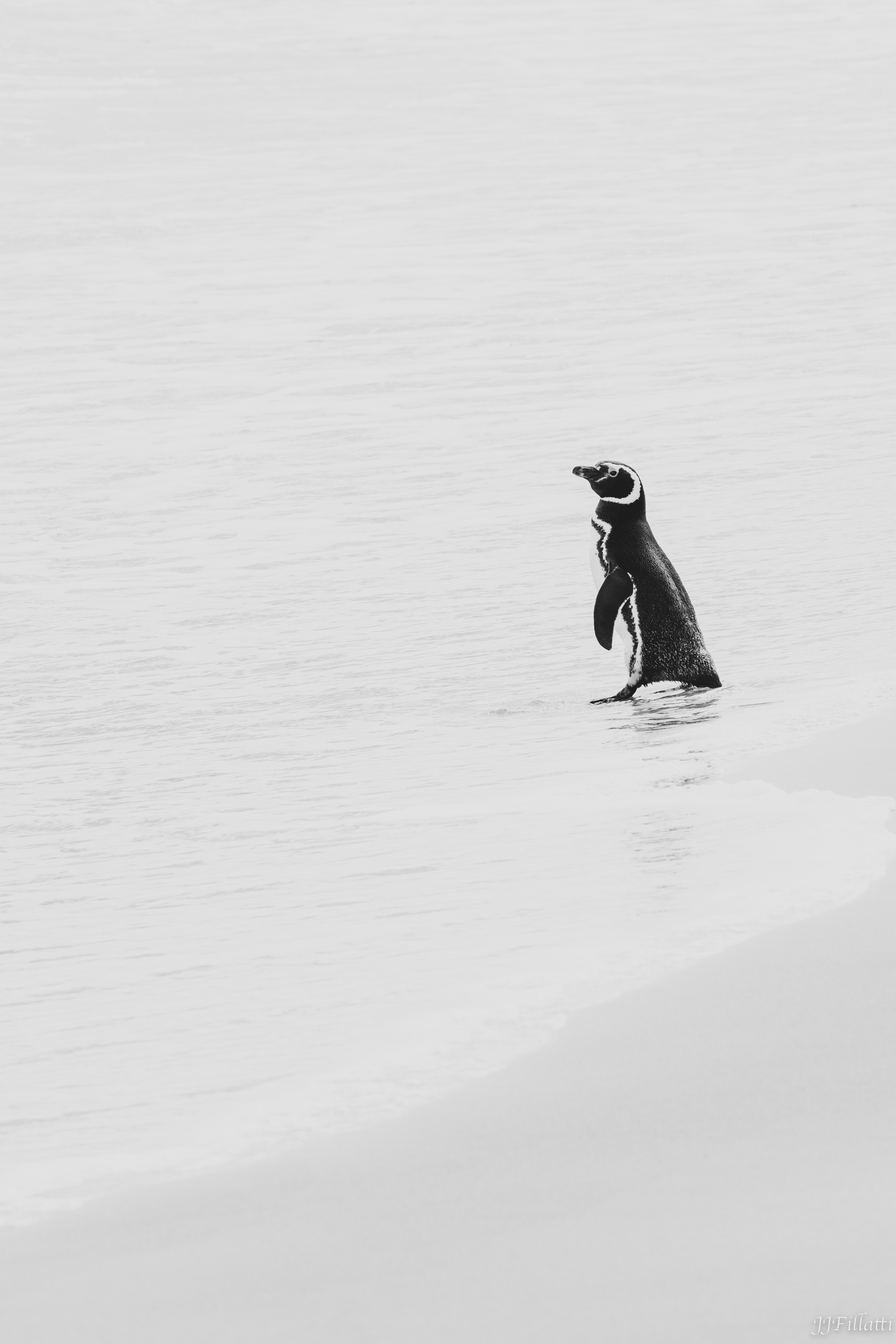 bird of the falklands image 55